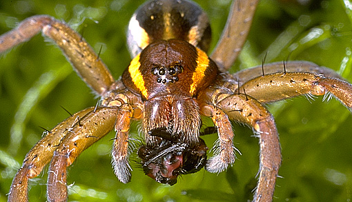  Самые удивительные факты о пауках