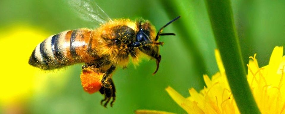 Каким будет мир без пчел?
