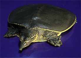 Необычные трёхкоготные черепахи