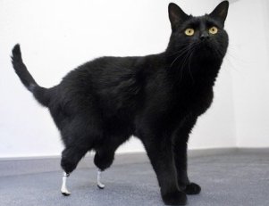 Оскар - первый в мире бионический кот