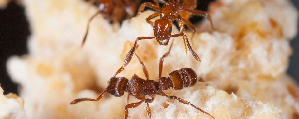 Война муравьев: ученые не ожидали такой жестокости от насекомых
