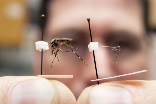 Этим летом на США нападут гигантские комары