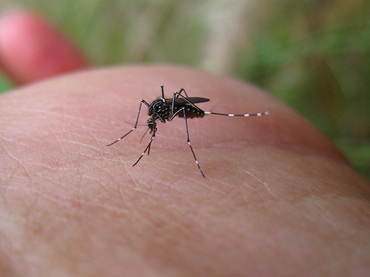 Новая болезнь, вызываемая комарами, прогрессирует