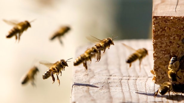 Пчелы учат беспилотники огибать препятствия
