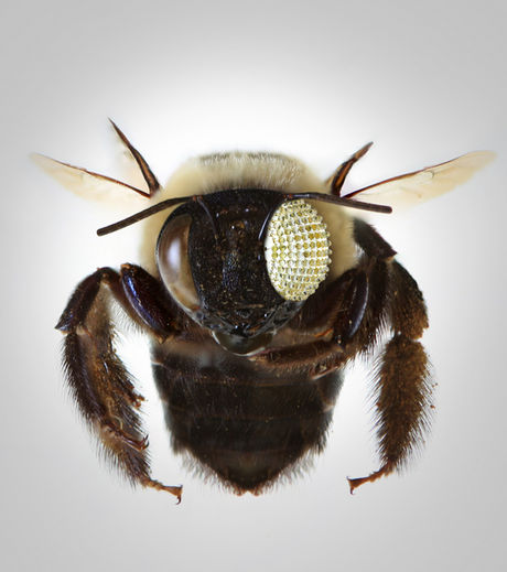 Создана мини-камера на базе глаза насекомого