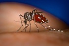 Генетически сконструированные комары могут предотвратить распространение лихорадки денге