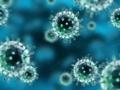 Вирусы помогли сформировать генетическую изменчивость человека