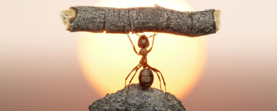 Несколько муравьиных секретов