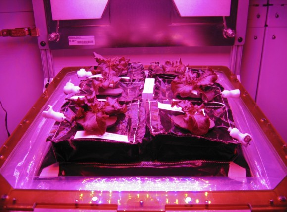 Миссия SpaceX-3 доставит «Veggie» для выращивания овощей на МКС