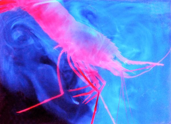 Светящиеся глубоководные существа, найденные в Карибском море