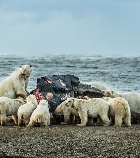 Охота на китов привлекает сотни полярных медведей
