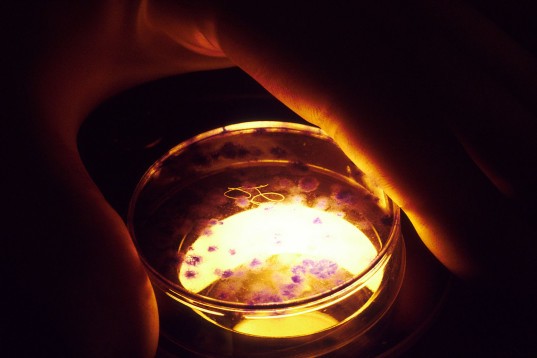 Британские ученые хотят генно модифицировать эмбрионы