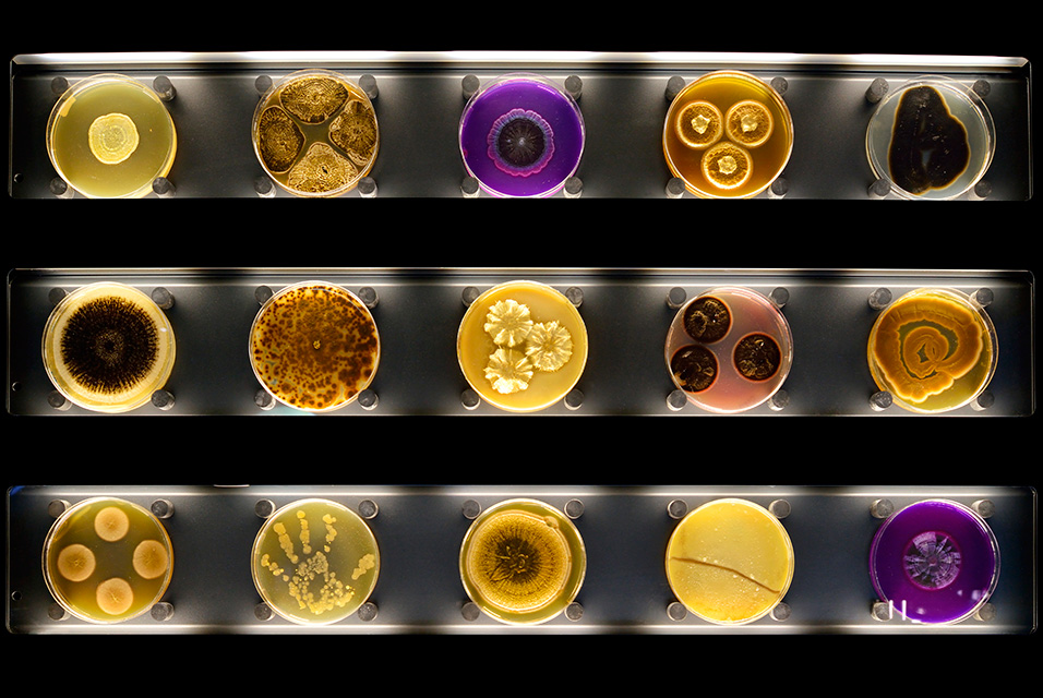 На выставке в Голландии впервые представили микробов