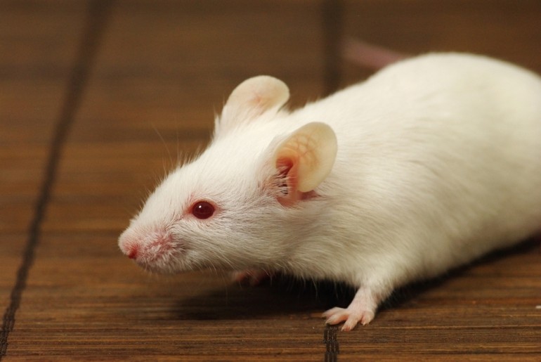 Человеческая иммунная система может быть продублирована у мышей