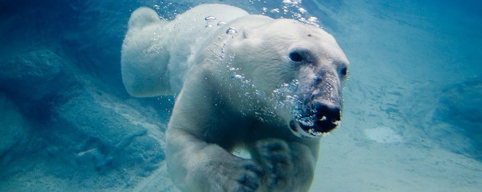 Плавание белого медведя (видео)