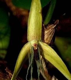 Обнаружен новый вид орхидеи, которая цветет только ночью