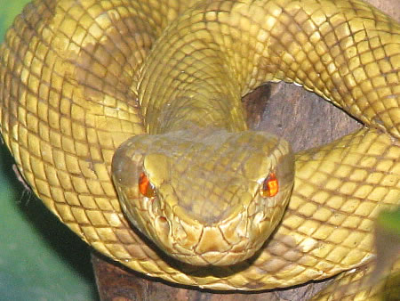 Ядовитые змеи завоевали бразильский остров