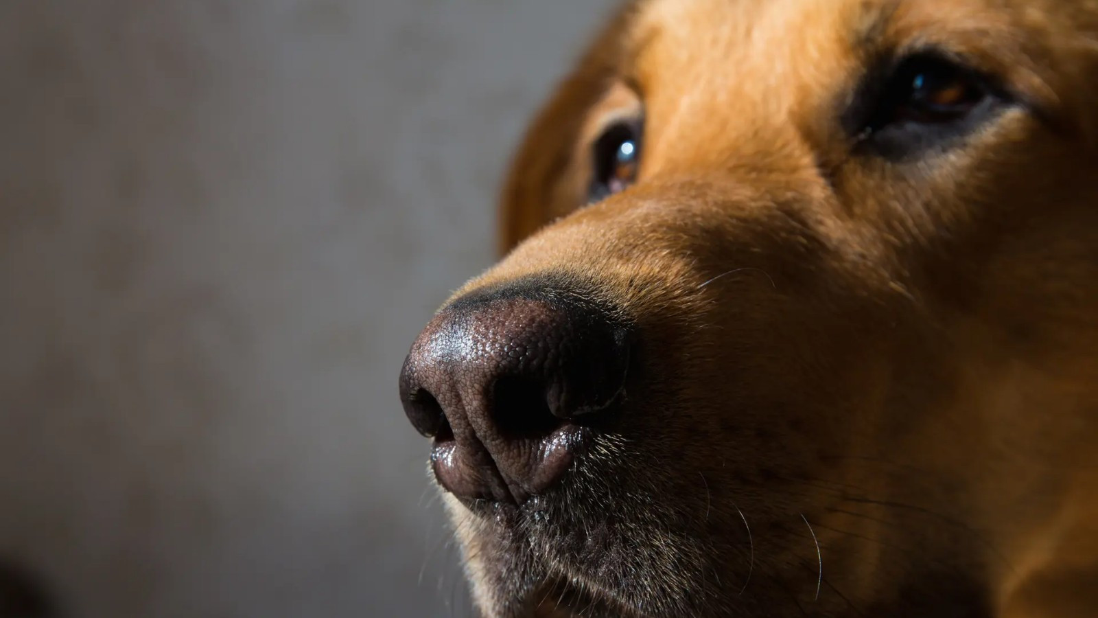 Нос знает: 8 болезней, которые хорошо вынюхивают собаки