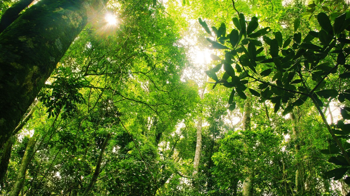 Способность тропических лесов улавливать углерод иссякает