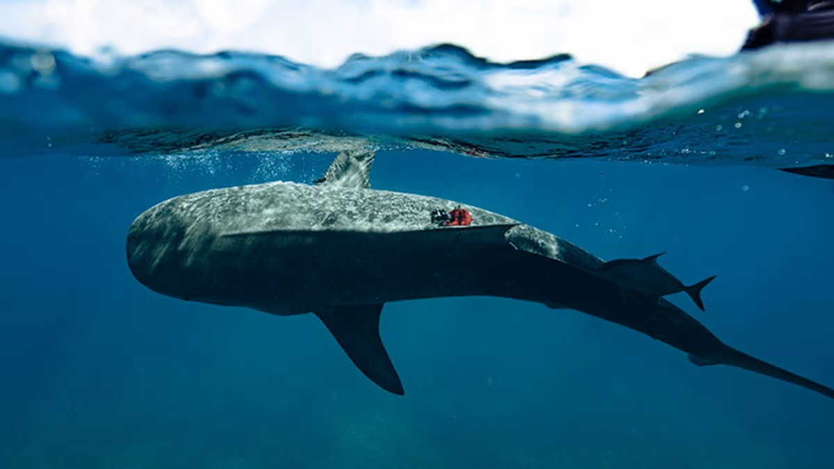Тигровые акулы с камерами составили карту крупнейшей в мире системы водорослей