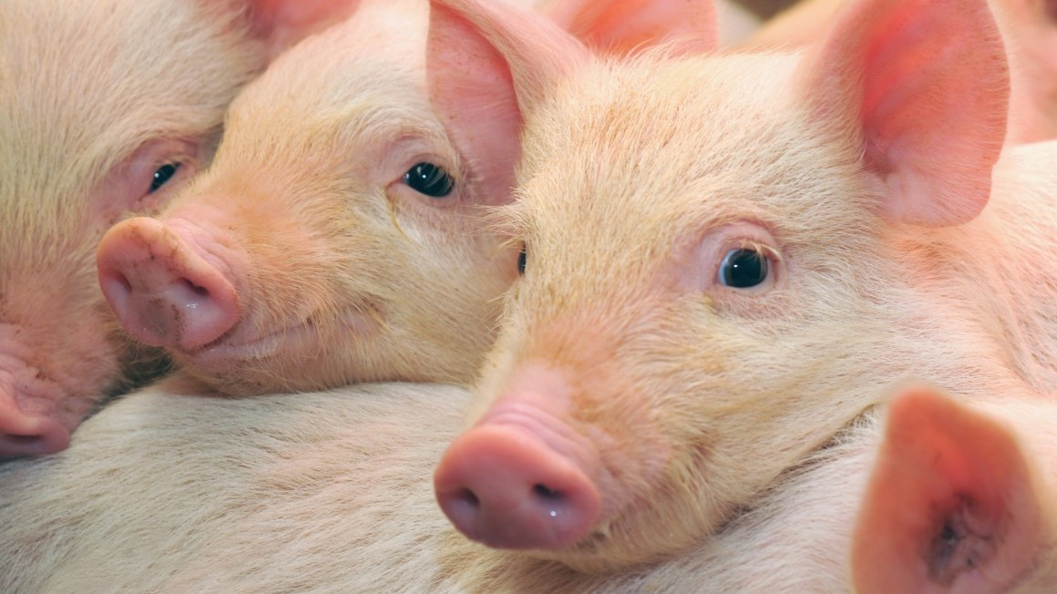 Ученые справились с мышечной дистрофией у свиней