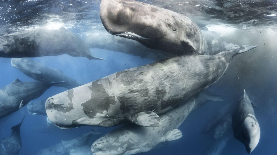 Япония собирается возобновить коммерческий китобойный промысел