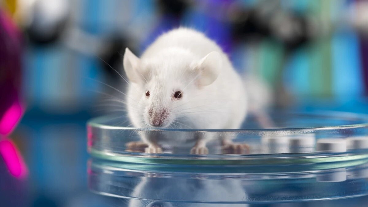 Генная терапия частично восстанавливает зрение полностью слепым мышам